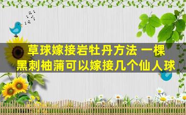 草球嫁接岩牡丹方法 一棵黑刺袖蒲可以嫁接几个仙人球